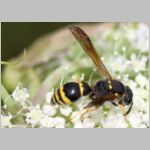 Symmorphus crassicornis - Lehmwespe w01b 13mm - OS-Hellern Waldwiese det.jpg